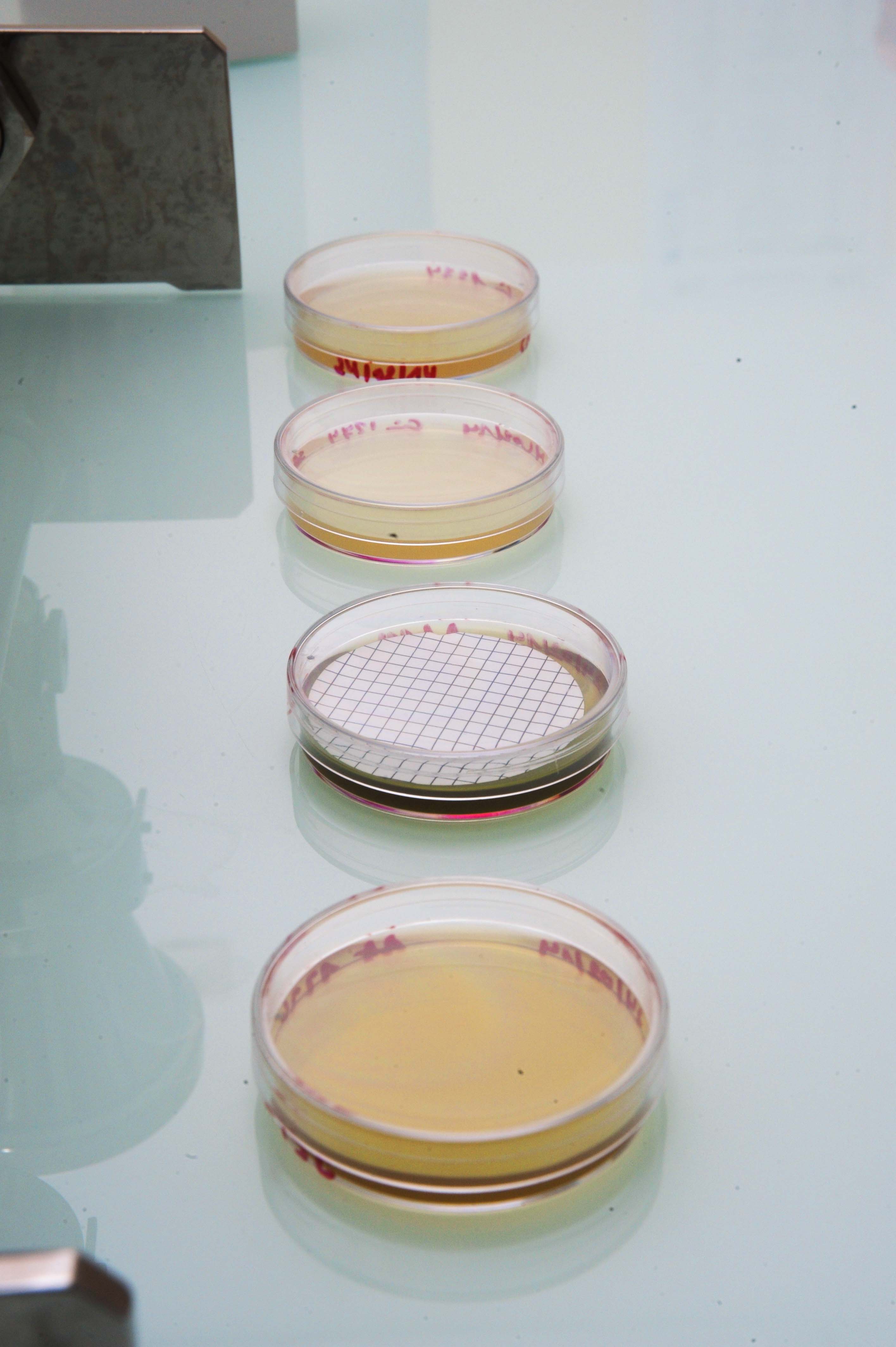 Qualité Agro-alimentaire